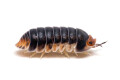 Cubaris sp. Pak Chong